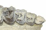 Fossil Running Rhino (Subhyracodon) Right Maxilla - Wyoming #216120-5